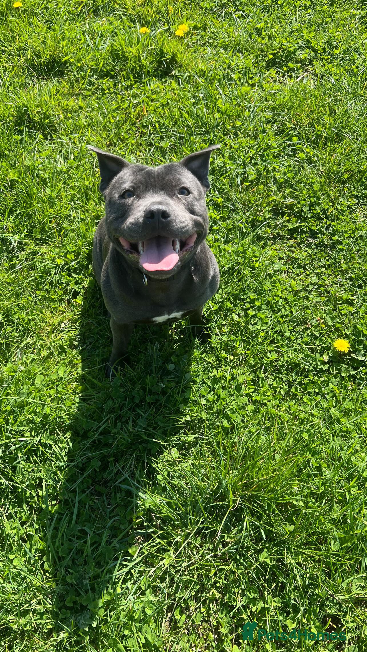 Staffordshire Bull Terrier dogs KC REGISTERED ‘KING FURY’ PUPS - Advert 1