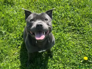 Staffordshire Bull Terrier dogs KC REGISTERED ‘KING FURY’ PUPS - Advert 2