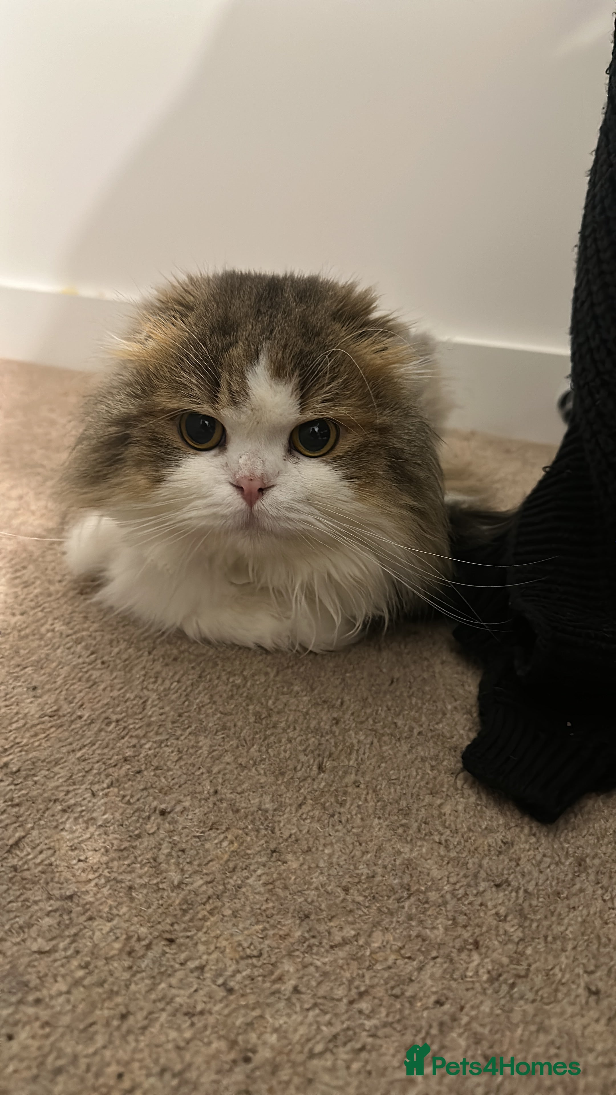 Scottish Fold cats TEDDY beautiful boy  - Advert 2