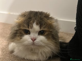 Scottish Fold cats TEDDY beautiful boy - Advert 3