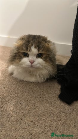 Scottish Fold cats TEDDY beautiful boy - Advert 1