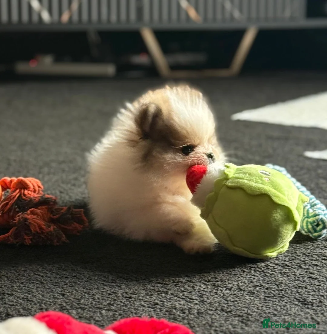 Pomeranian dogs for sale: Last boy remaining  - Advert 2