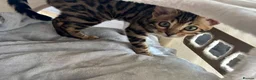 Bengal cats for sale: 🐅Gorgeous 😍One of a Kind Dream Bengal Boy!🐅 - Advert 7