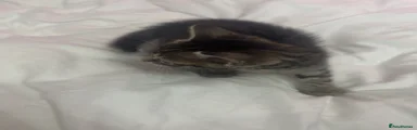 Dark Black & Grey Tabby 