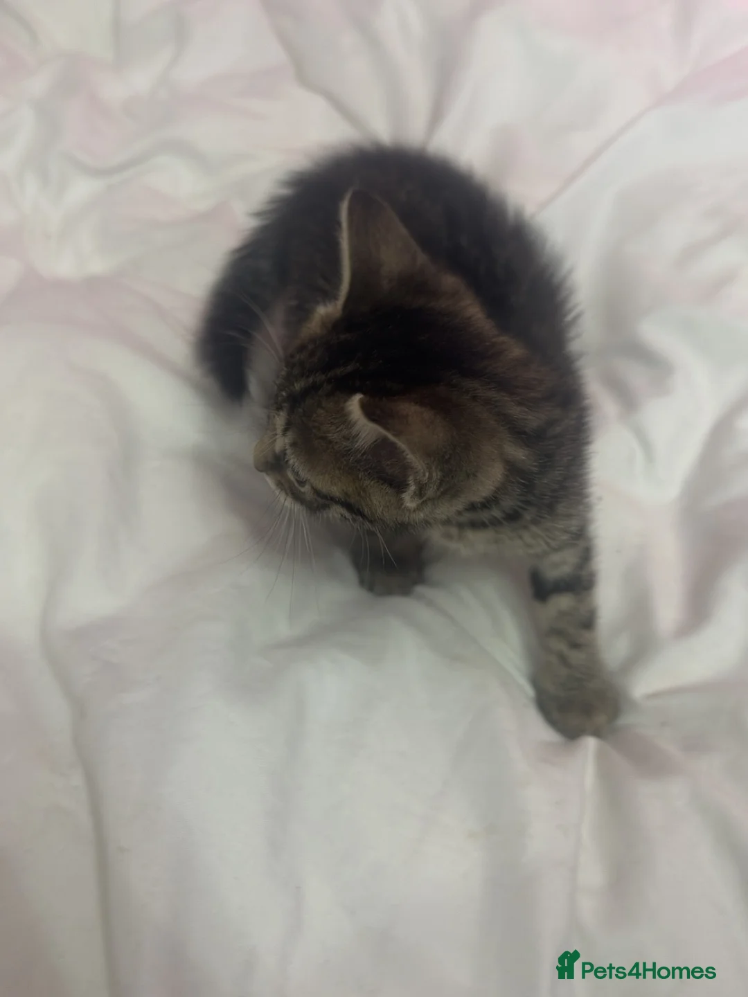 Mixed Breed cats for sale: Beautiful Kittens Looking for Loving Homes 🐾 in Rickmansworth - Advert 2