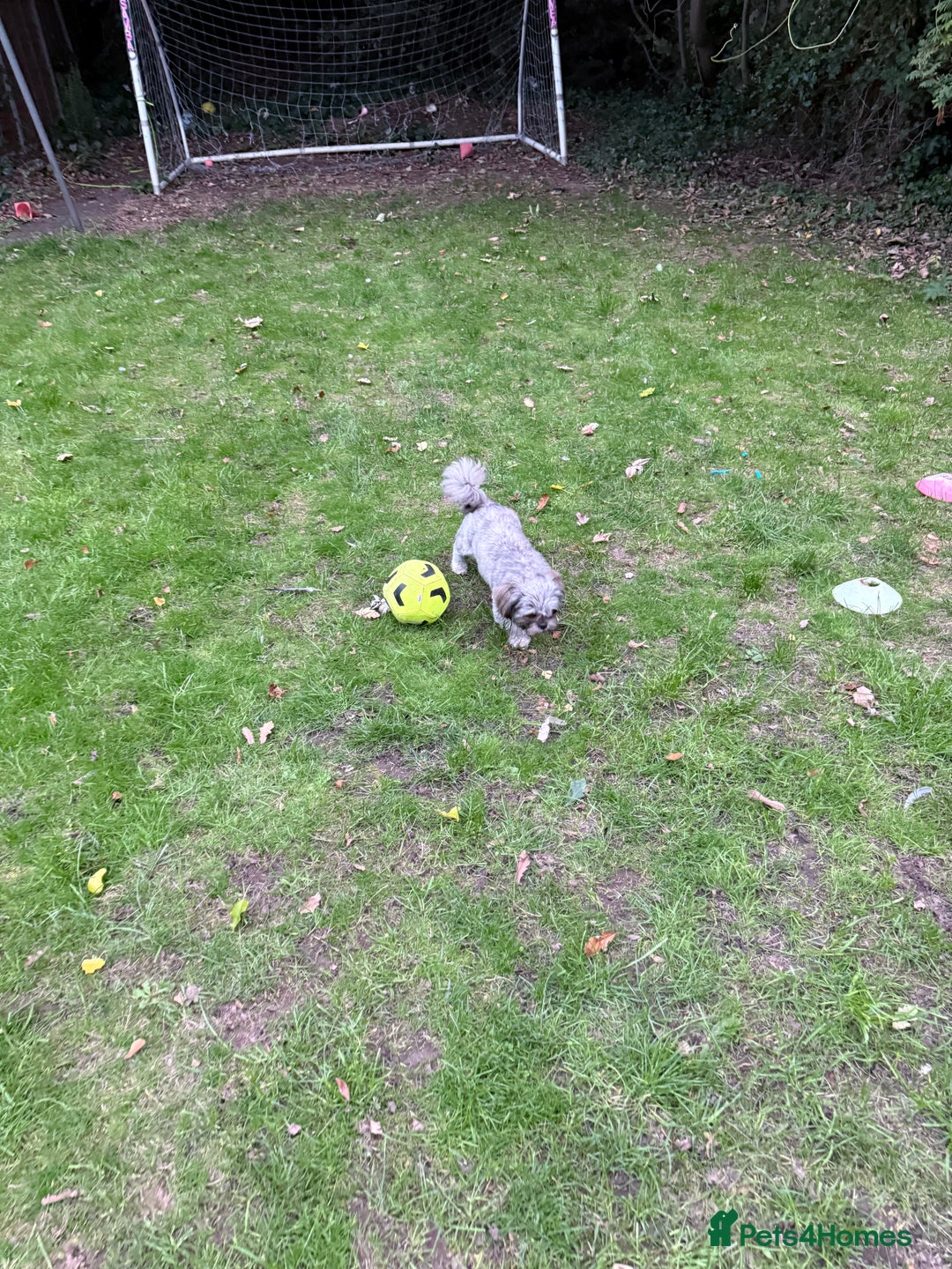 Shih Tzu dogs for sale: Female - Image 3