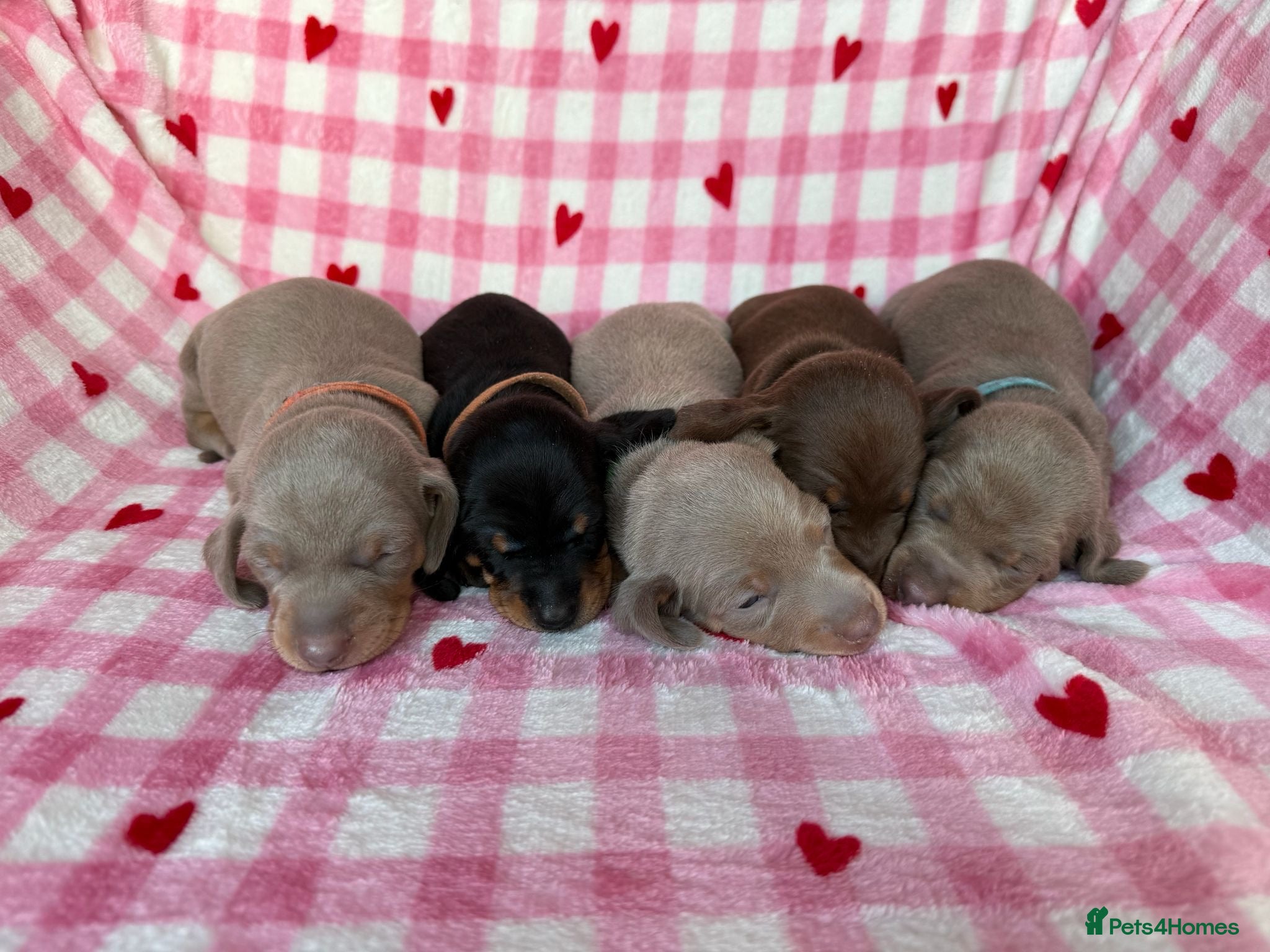 Miniature Dachshund dogs KC Miniature Dachshund short hair 4M 1F - Advert 6