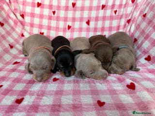 Miniature Dachshund dogs KC Miniature Dachshund short hair 4M 1F - Advert 6