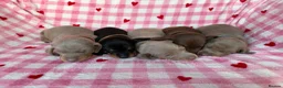 Miniature Dachshund dogs for sale: KC Isabella & Tan - 11 weeks for rehoming - Advert 5