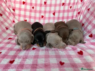 Miniature Dachshund dogs KC Miniature Dachshund short hair 4M 1F - Advert 3