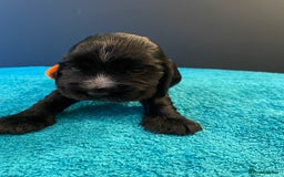 Cocker Spaniel dogs for sale: Cocker spaniel puppies  - Image 7