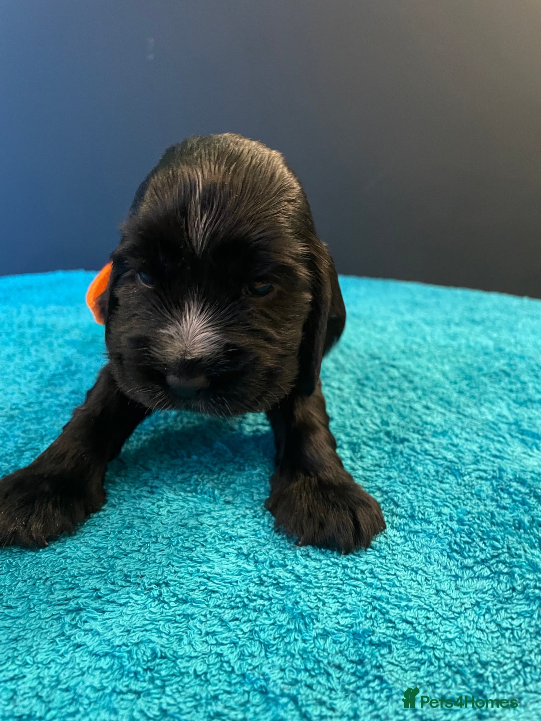Cocker Spaniel dogs for sale: Cocker spaniel puppies  - Image 7