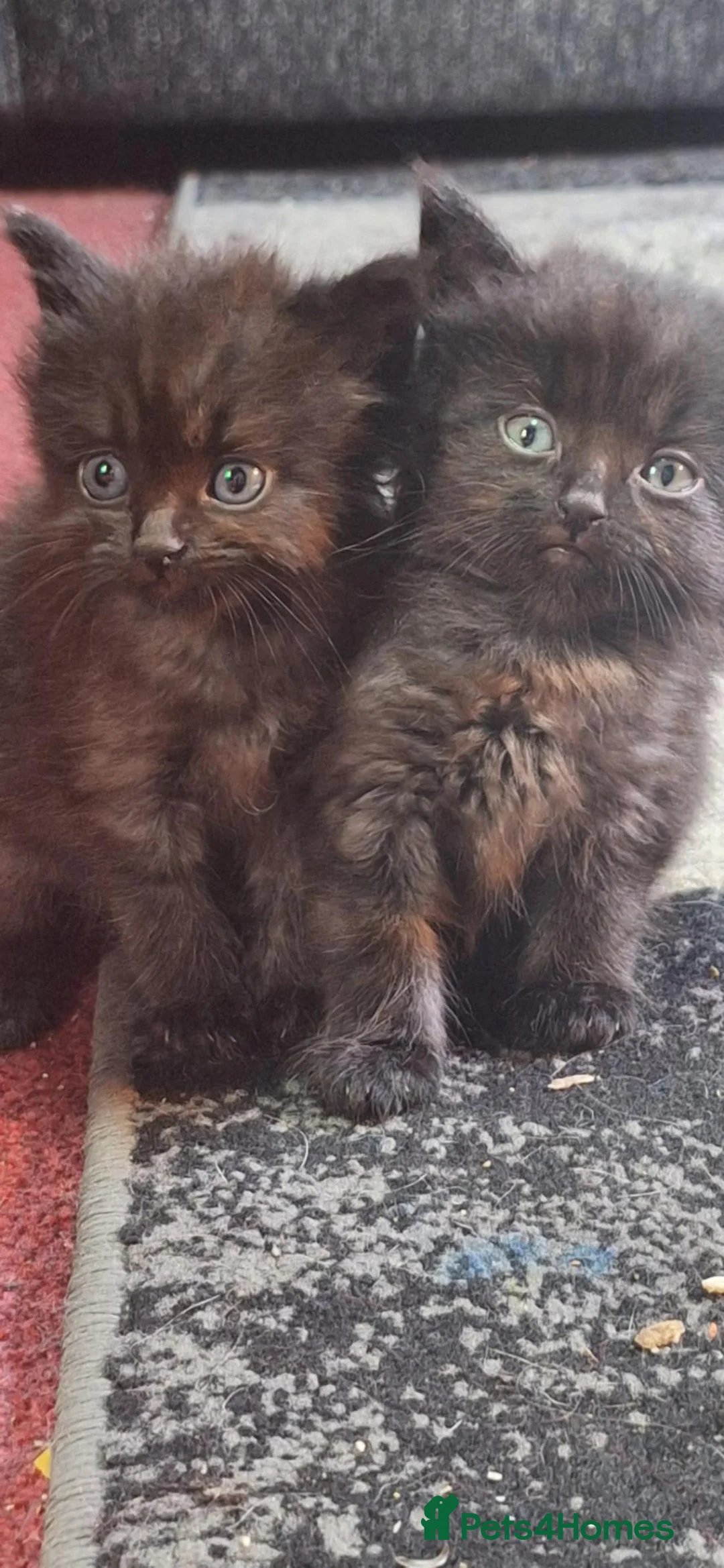 Mixed Breed cats for sale: Black kittens in Manchester - Advert 2
