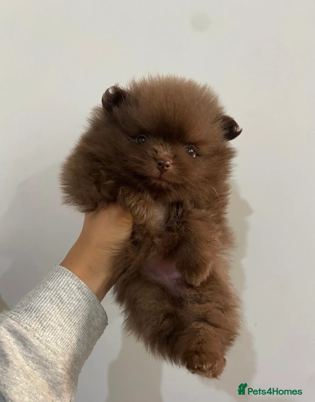 Pomeranian dogs for sale: Chocolate Pomeranian teddy bears 🤎🤎🤎🤎 - Advert 2