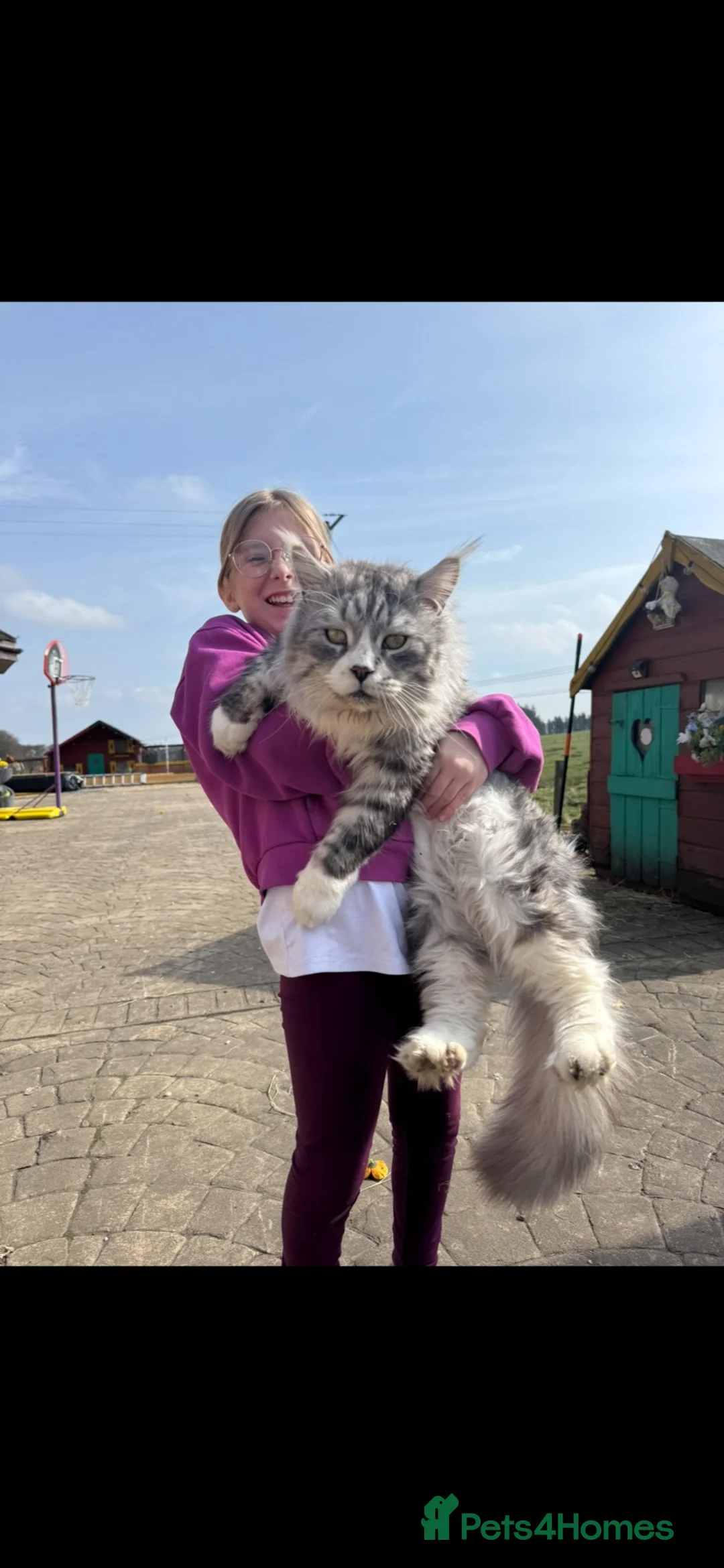 Maine Coon cats for sale: Maine coon cross - Advert 22