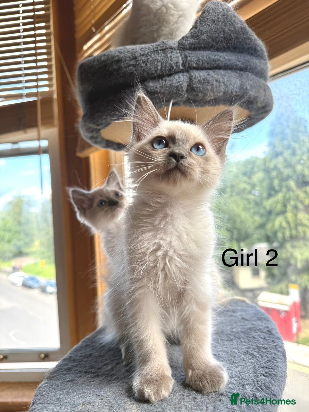 Ragdoll cats for sale: 4 beautiful ragdoll kittens  - Image 9