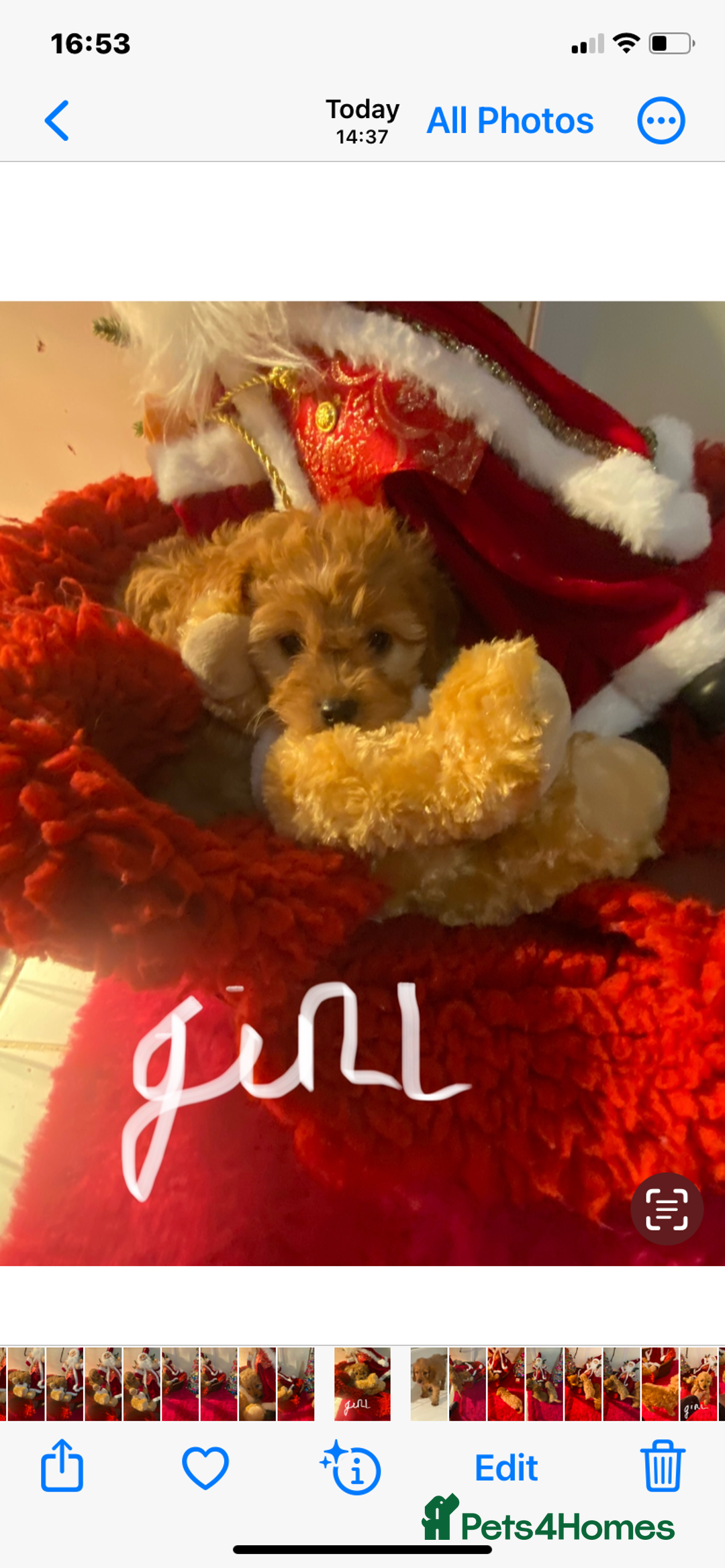 Cavapoo dogs for sale: F1 cavapoo puppys girls and boys  - Advert 3