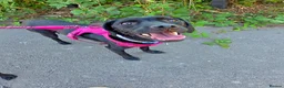 Mixed Breed dogs for sale: Staffie×whippet Pups  - Advert 7