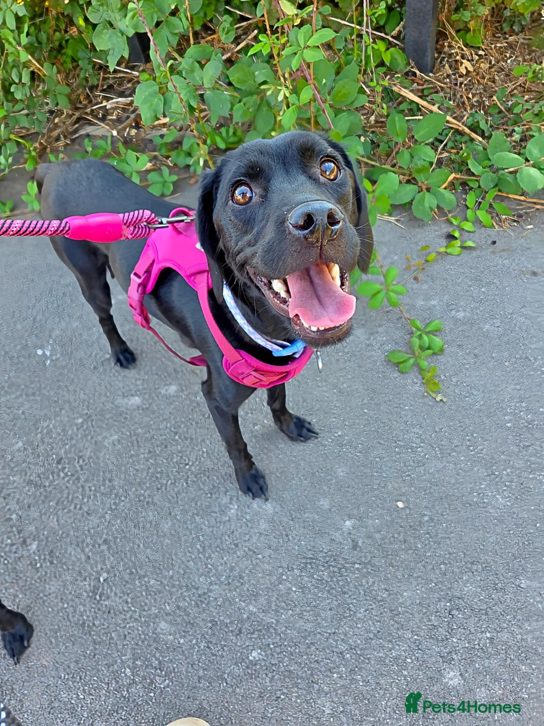 Mixed Breed dogs for sale: Staffie×whippet Pups  - Advert 7