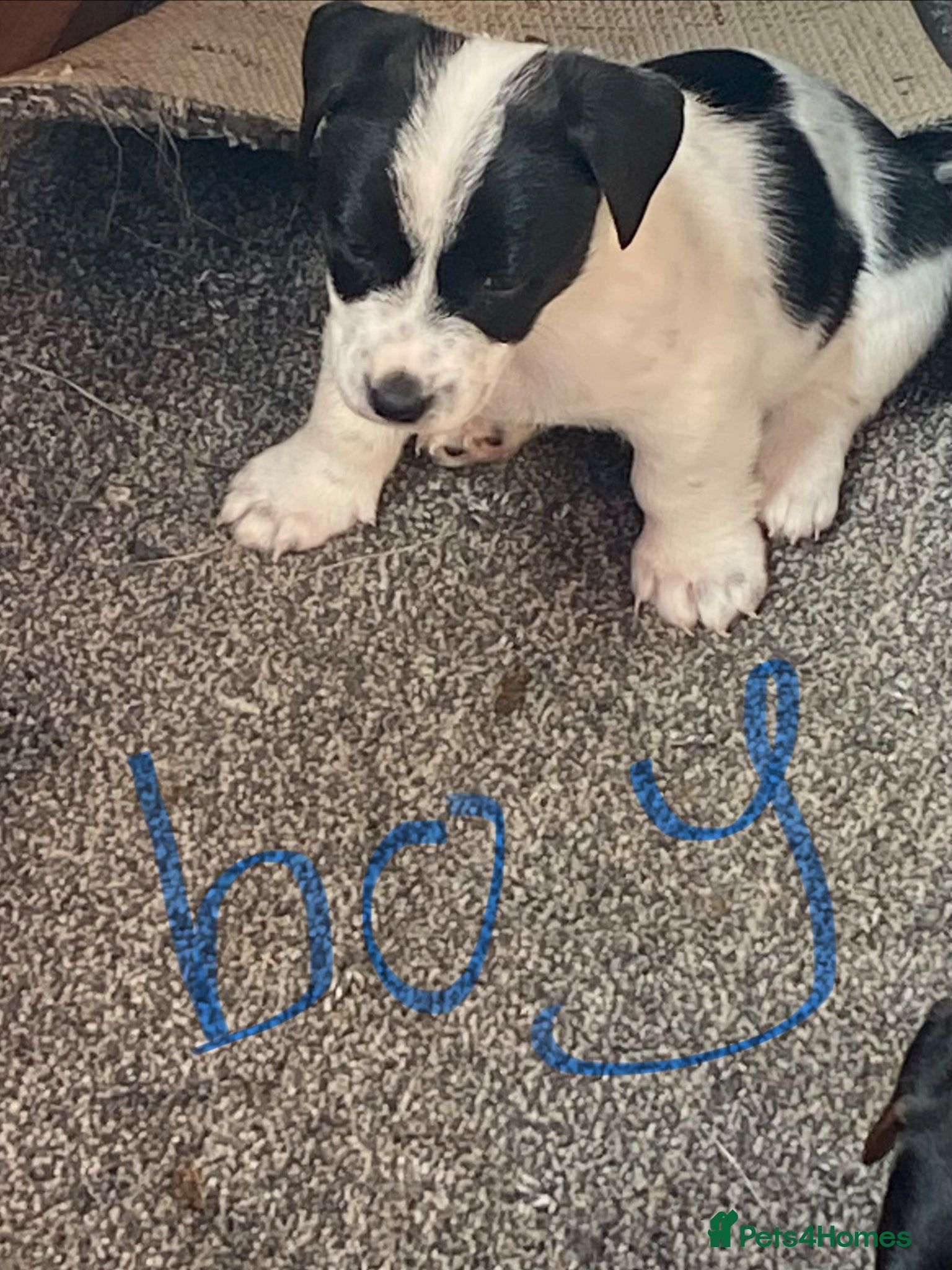 Jack Russell dogs Jack Russell puppies  - Advert 5