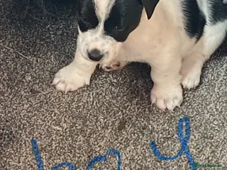 Jack Russell dogs Jack Russell puppies - Advert 5