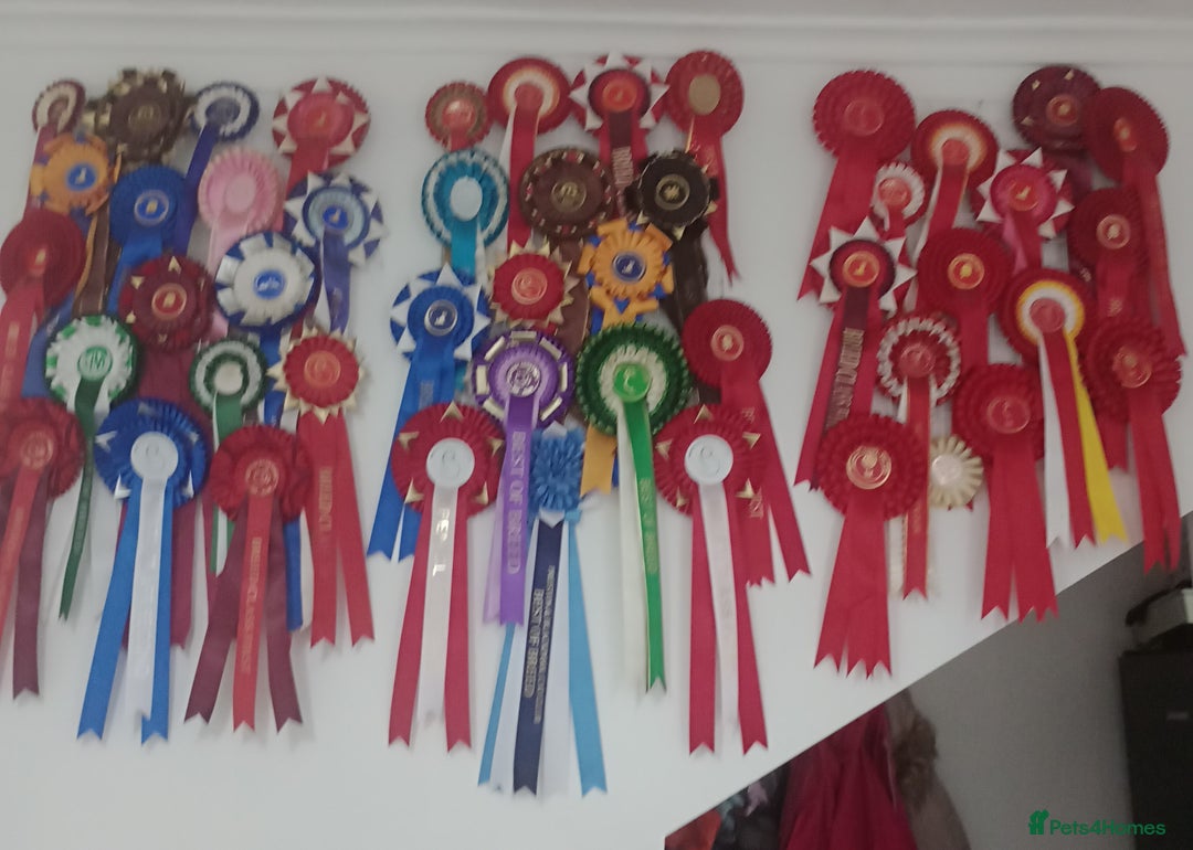 British Shorthair cats for stud: GCCF Studs Blue Lilac Spotted Bi colours in Manchester - Image 12