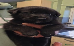 Mixed Breed dogs for sale: German sheprador - Image 3