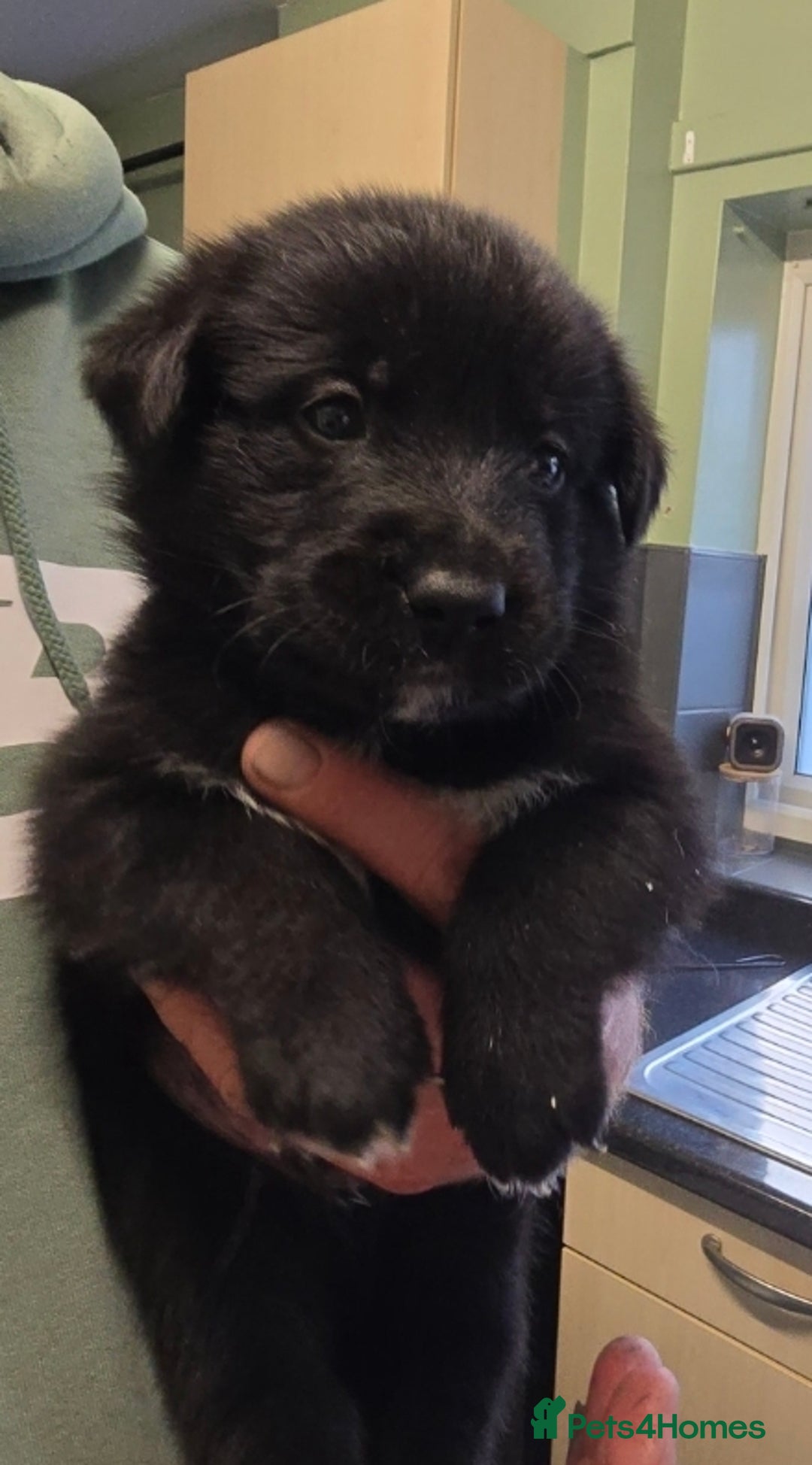 Mixed Breed dogs for sale: German sheprador - Image 3
