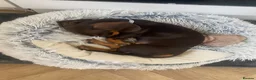 Miniature Dachshund dogs for sale: Male miniture dachshund  - Advert 7