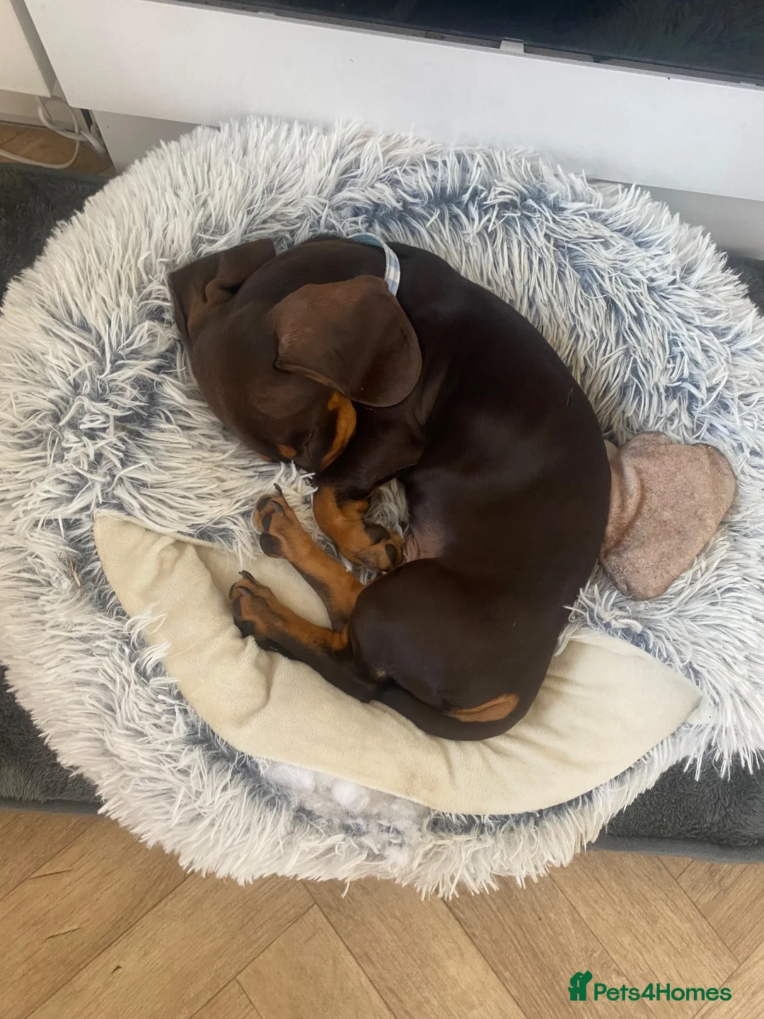 Miniature Dachshund dogs for sale: Male miniture dachshund  - Advert 7