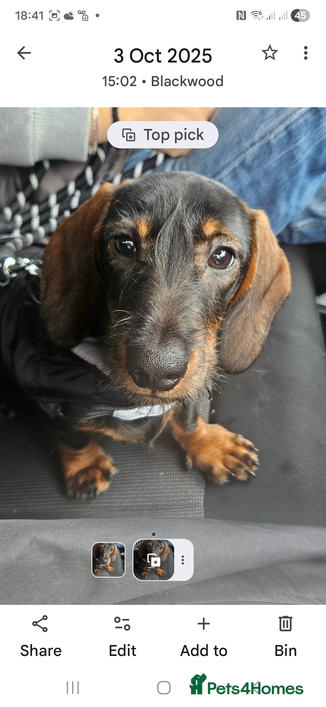 Dachshund dogs for sale: Delightful Male Dachshund. Gorgeous Personality. - Advert 3