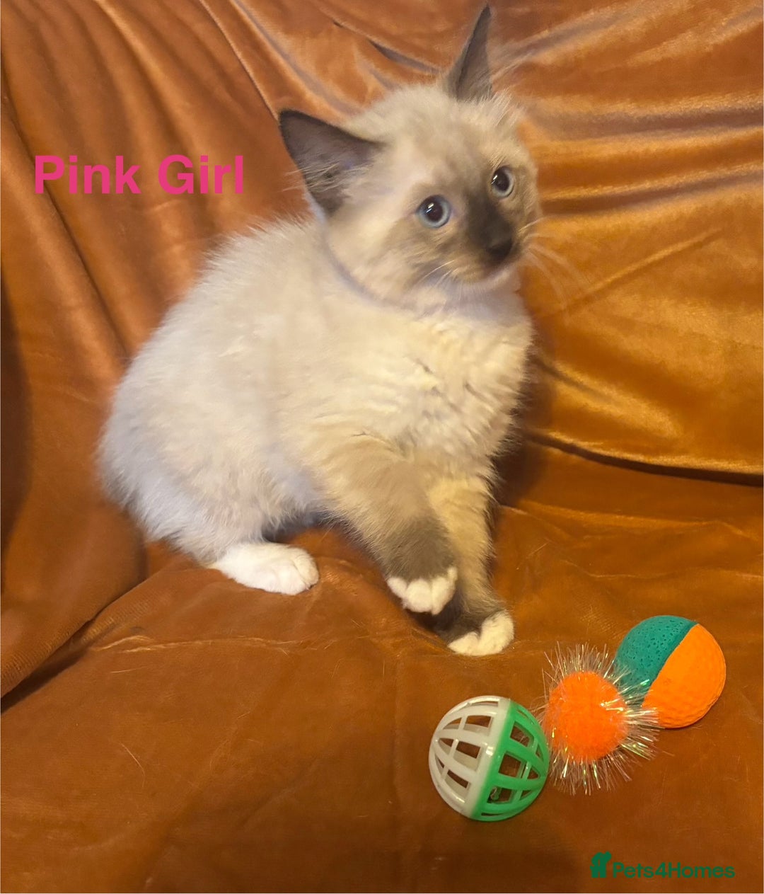 Ragdoll cats for sale: Adorable pure Ragdoll kittens boys and girls - Image 5