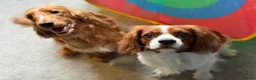 Cavalier King Charles Spaniel dogs for stud: Beautiful Cavalier King Charles Spaniel Stud - Advert 3