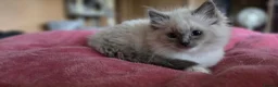 Ragdoll cats for sale: Ragdoll kittens ready to leave  - Advert 11