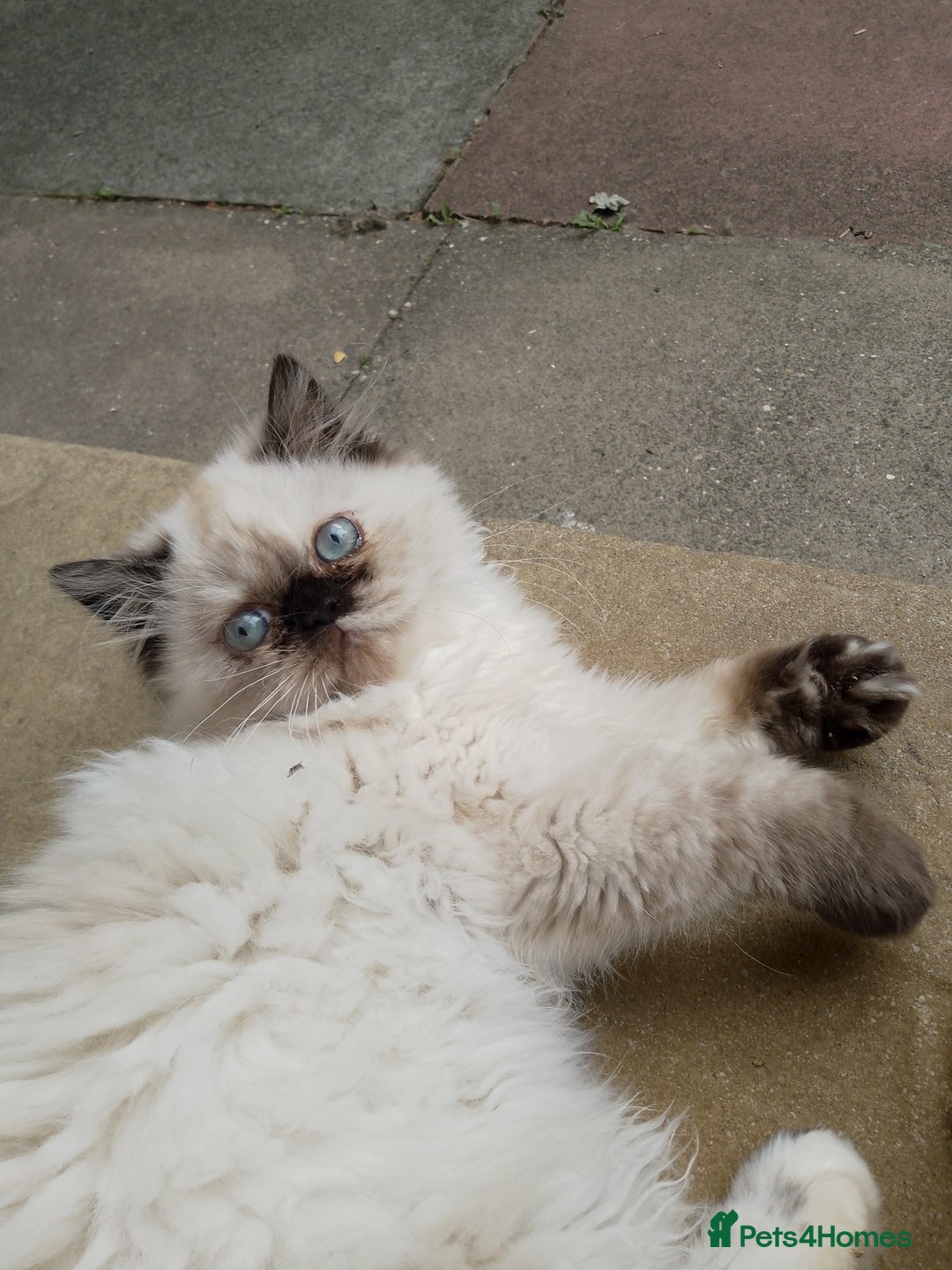 Persian cats for sale: Persian kitten female  - Image 5