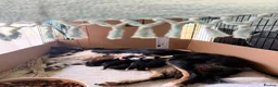 Border Collie dogs for sale: Border Collie Puppies from Working Stock in Carnforth - Advert 1