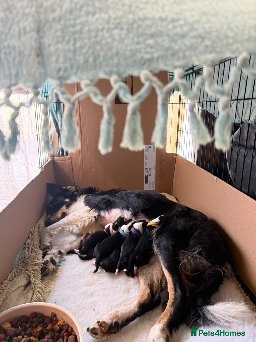 Border Collie dogs for sale: Border Collie Puppies from Working Stock in Carnforth - Advert 1