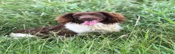 English Springer Spaniel dogs for stud: Heavily Marked L&W fully DNA clear  - Advert 3