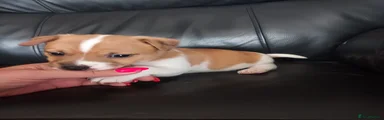 Jack Russell 3