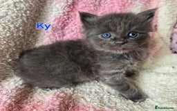 Maine Coon cats for sale: Beautiful playful Maine Coon kittens  - Image 5