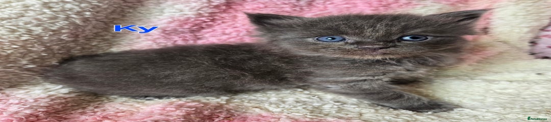 Maine Coon Kitten 3 Ky