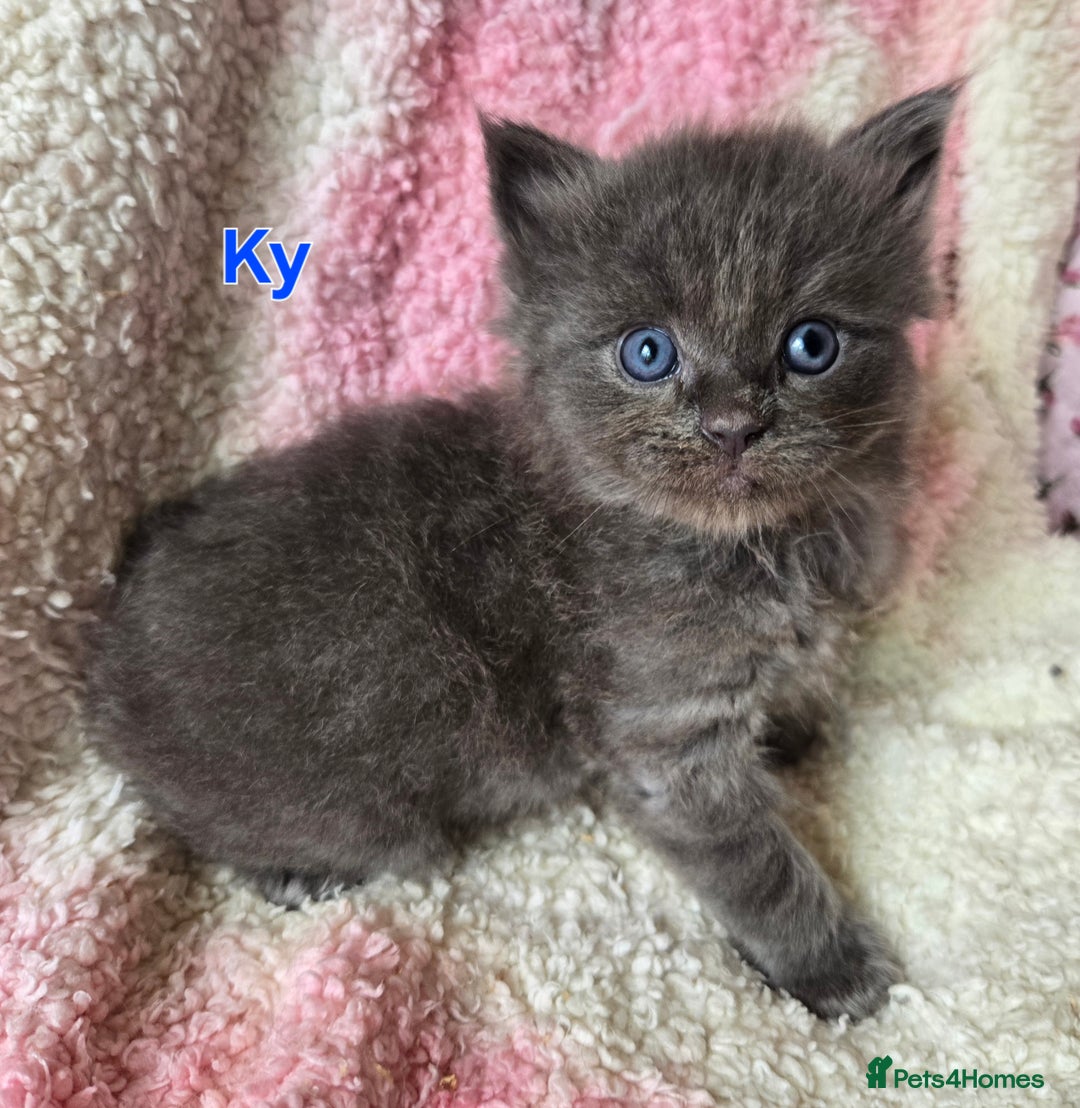 Maine Coon cats for sale: Beautiful playful Maine Coon kittens  - Image 5