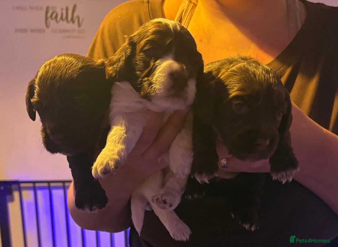 Cockapoo dogs for sale: 3 Delightful F1b Cockapoo girls (3/4 cocker) - Advert 9