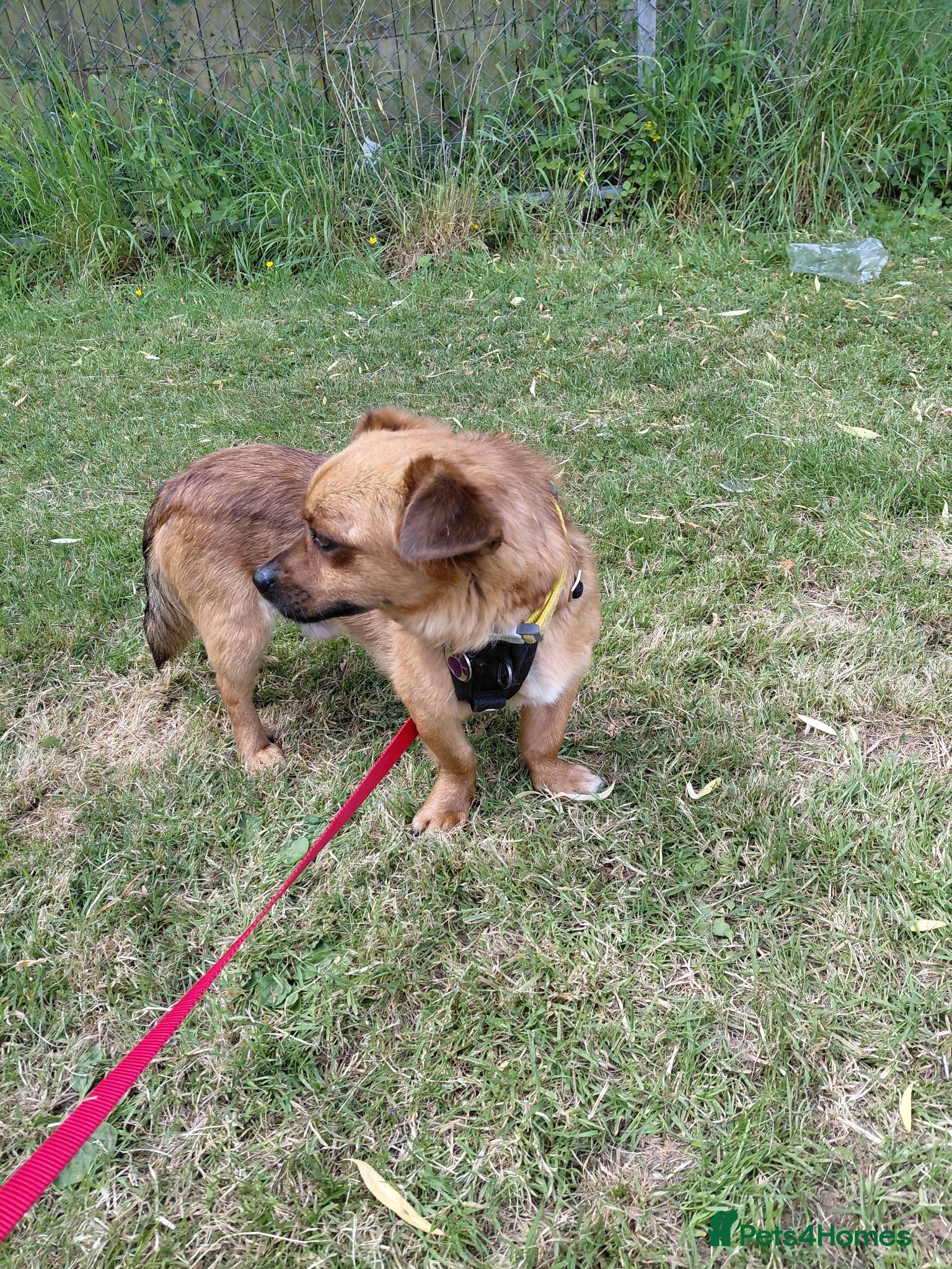 Mixed Breed dogs Small male, friendly and cuddly - Advert 2