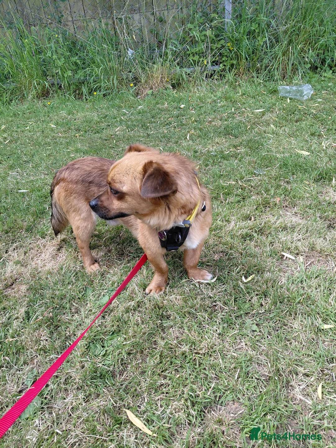 Mixed Breed dogs for sale: Small male, friendly and cuddly - Advert 1