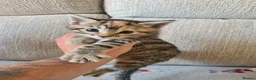 Bengal cats for sale: Kittens x bengal READY TO LEAVE  - Advert 13