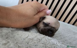 French Bulldog dogs for sale: French bulldog puppies  - Image 22