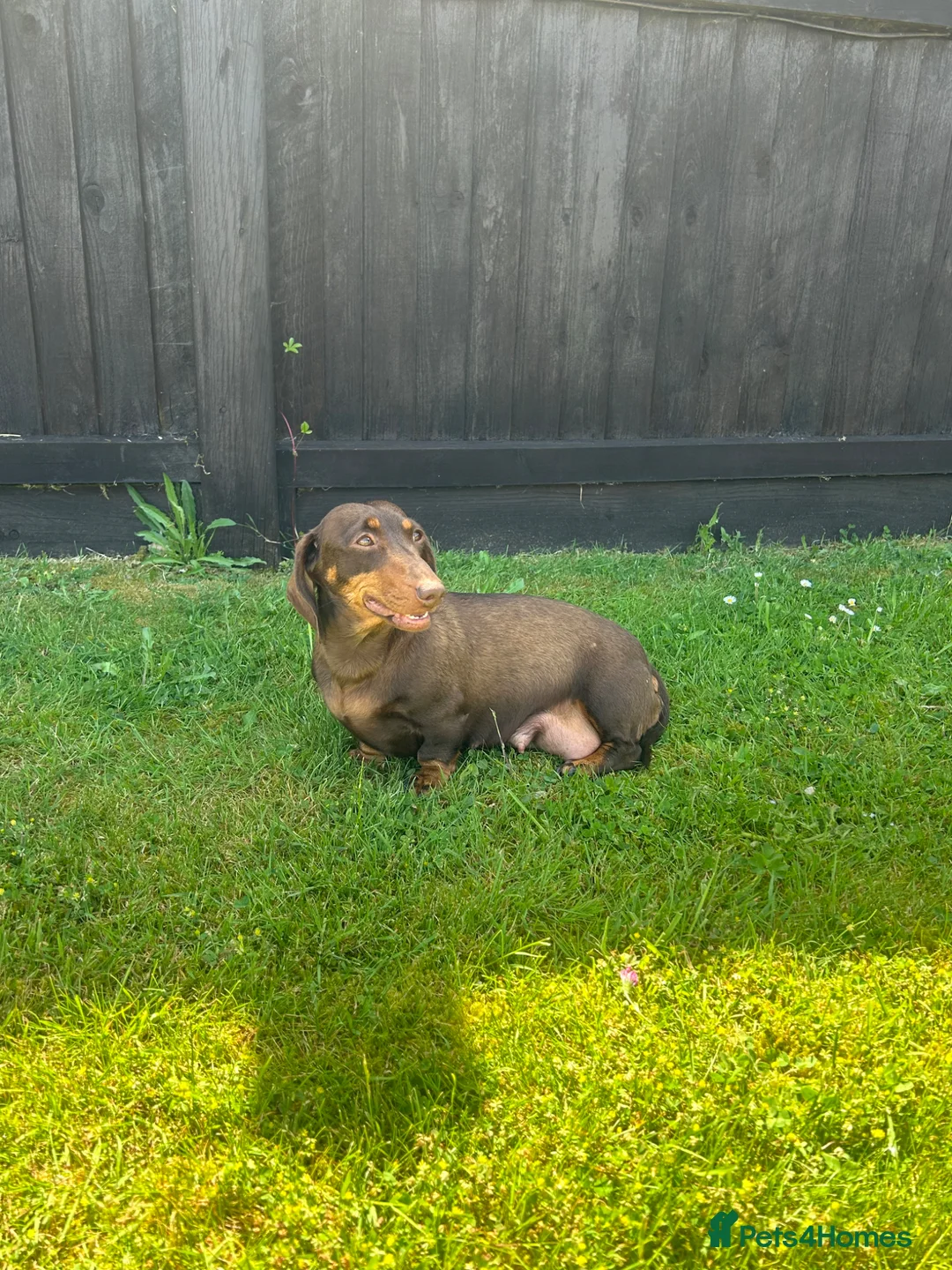Miniature Dachshund dogs for sale: Miniature dachshunds in Wells - Advert 2