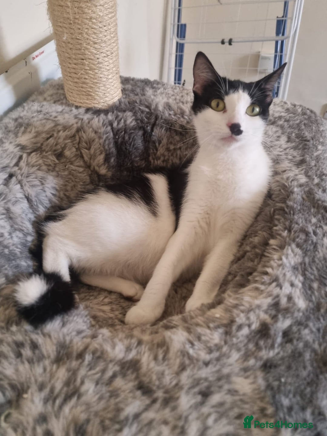 Mixed Breed cats for sale: Kittens for sale  - Image 9