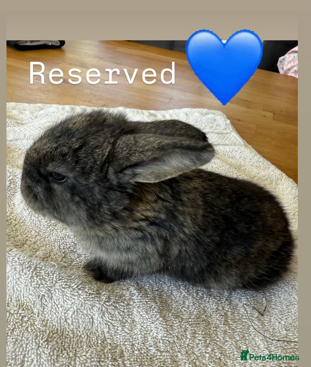 French Lop rabbits for sale: Stunning French lop babies  - Image 8